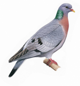 Pigeon colombin dessin